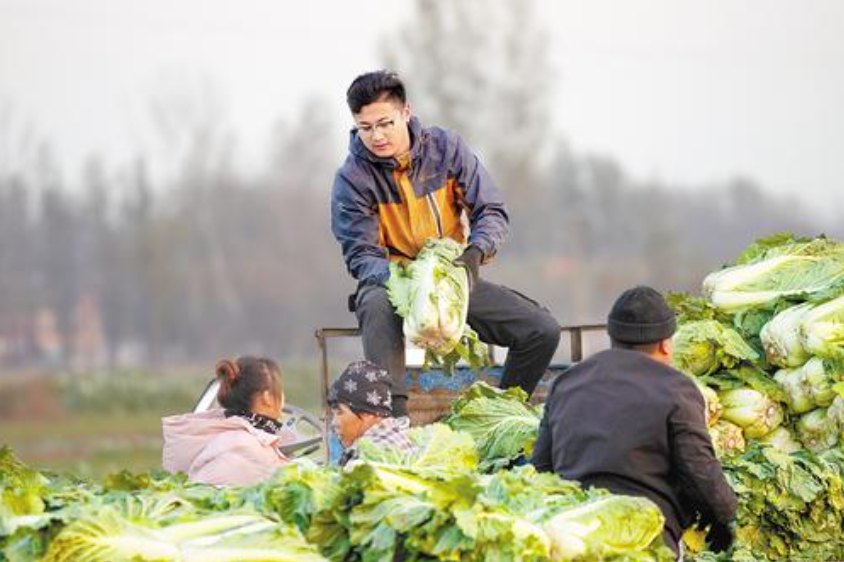 11月17日，刁窝镇东冯村菜农把刚刚采收的白菜装到车上。赵 墨摄