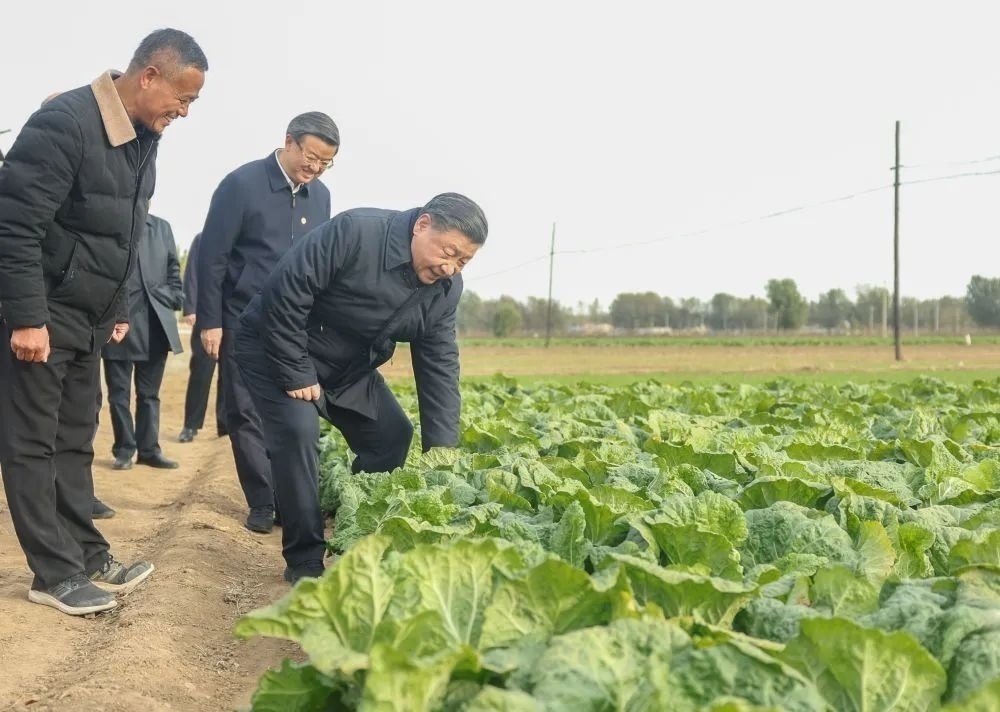 10日下午，习近平总书记在河北保定涿州市刁窝镇农田察看大白菜长势。图片来源：新华社