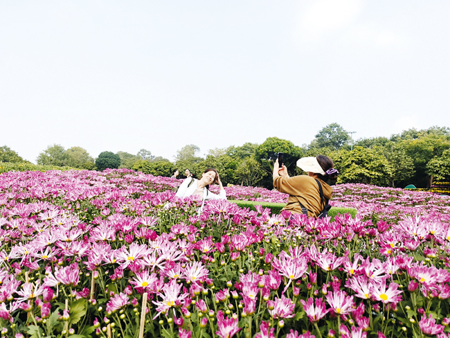 南宁绿意盎然，繁花似锦，游客乐游赏花