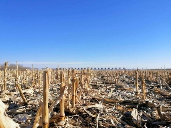 冬日里的梨树县国家百万亩绿色食品玉米标准化基地核心区 孟海鹰/摄