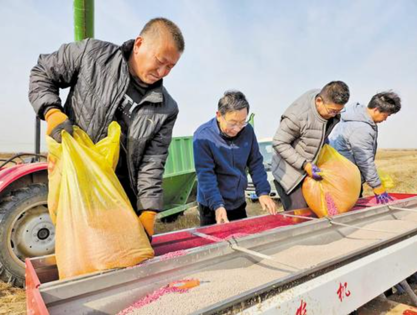 2023年11月8日，黄骅市康丰种植专业合作社，沧州市农林科学院院长阎旭东（左二）对农民进行技术指导。 阎旭东供图