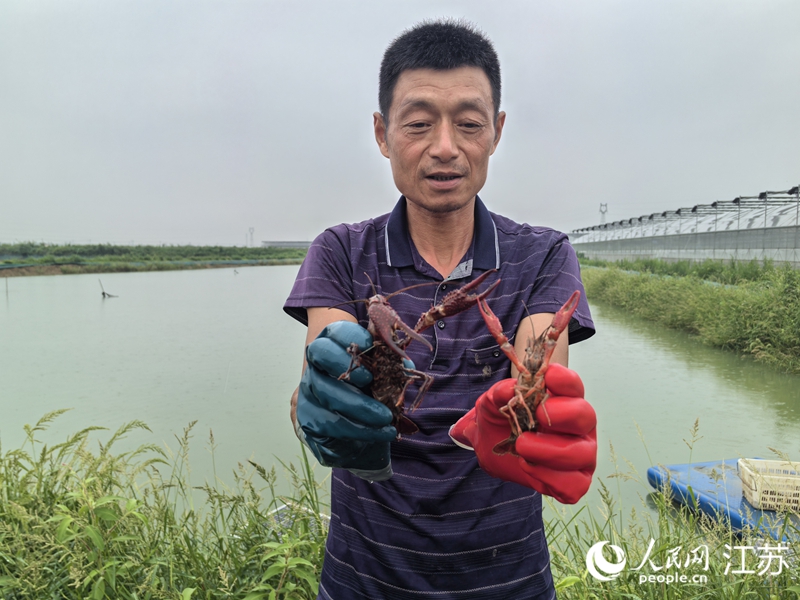 盱眙繁育的新品系龙虾比普通龙虾体型更大。人民网记者 马晓波摄