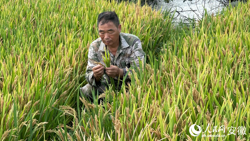 绋嬪お骞虫ｅ湪绋荤敯閲岀爺绌舵按绋诲搧绉嶃備汉姘戠綉璁拌 鐜嬬粛缁嶆憚