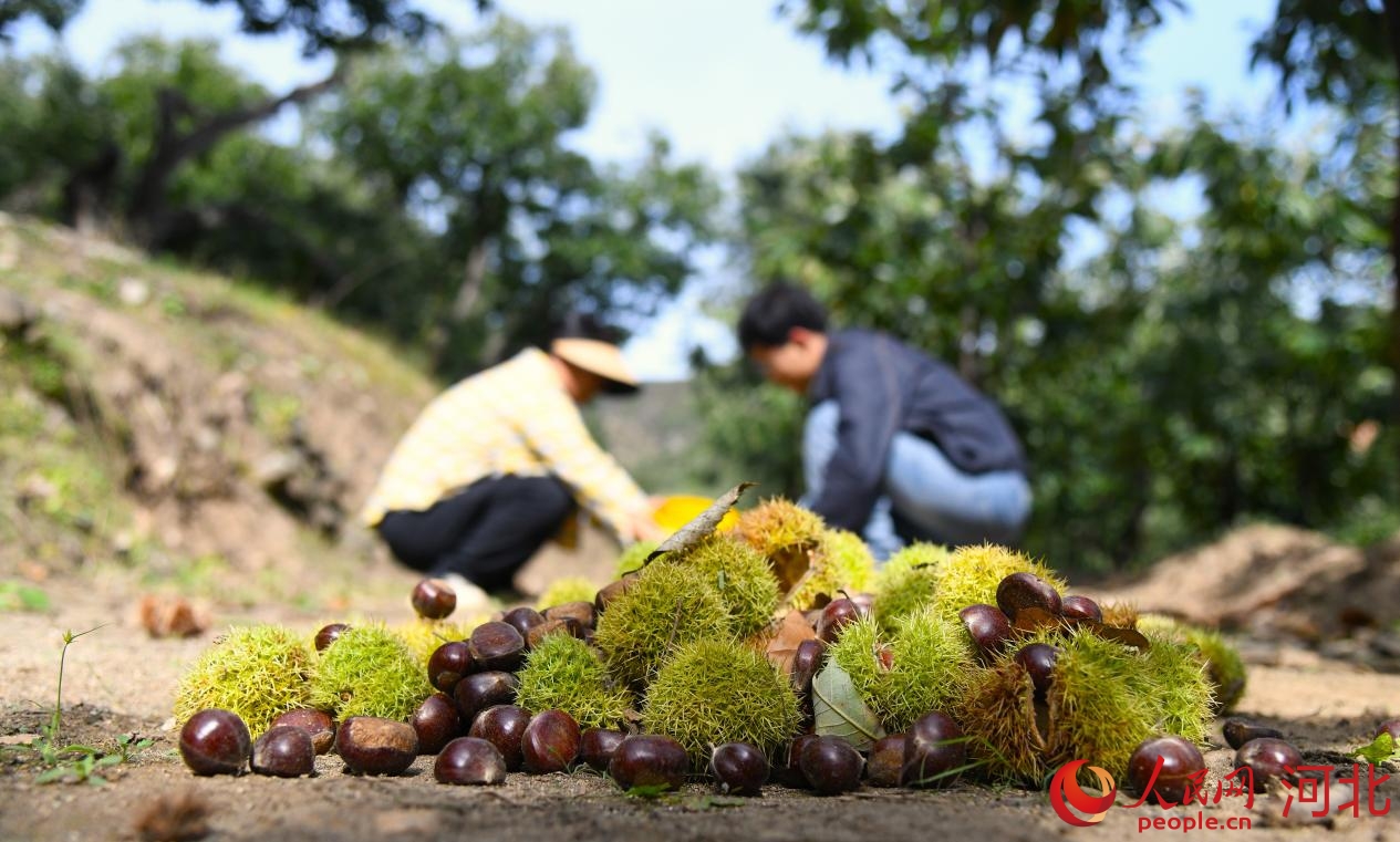 宽城满族自治县村民在山间采摘板栗。人民网记者 赵明妍摄