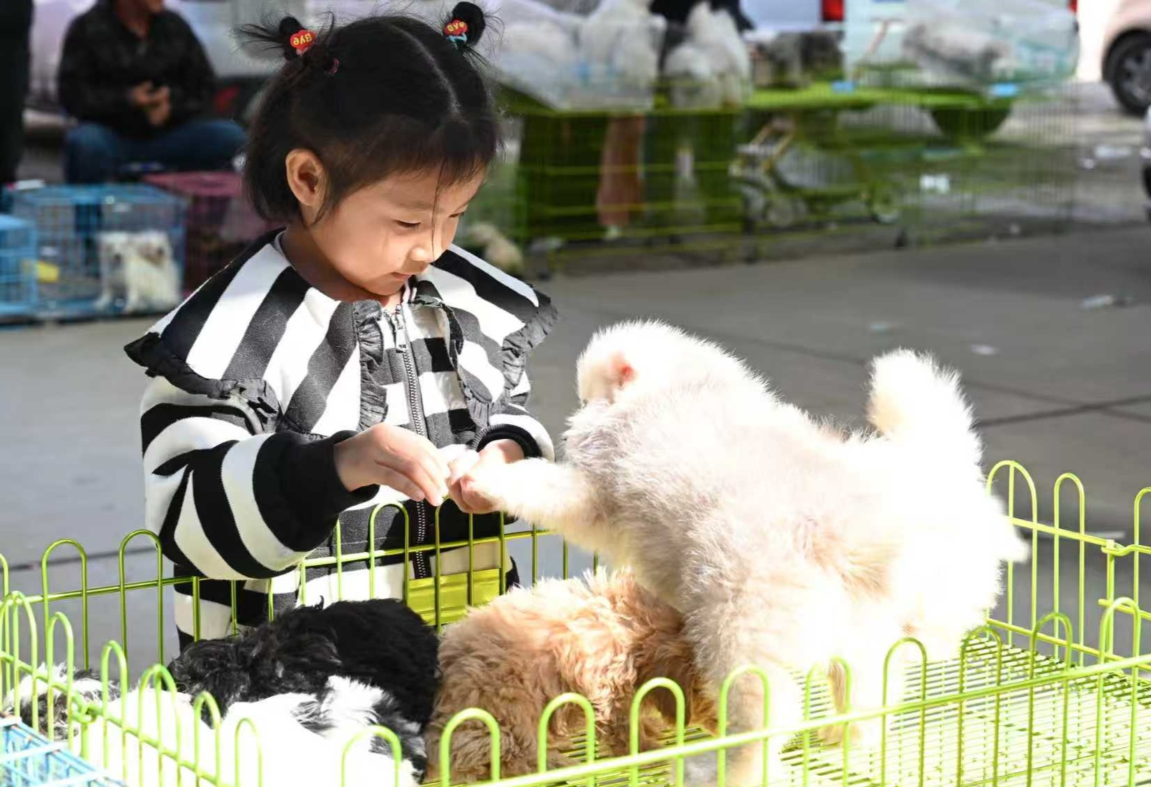 小朋友在与商品犬互动。赵英杰摄